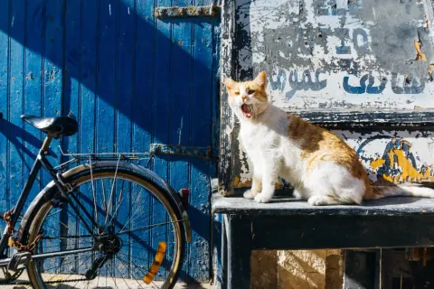 Vélo bleu